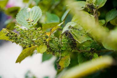 Perilla vahşi doğada yetişir ve yapraklar yaygın baharat bileşenleridir..