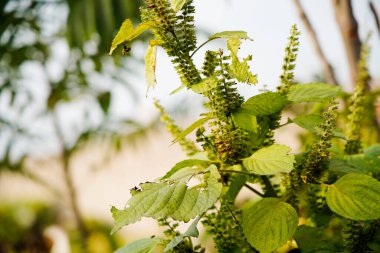 Perilla vahşi doğada yetişir ve yapraklar yaygın baharat bileşenleridir..