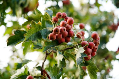 Yoğun yapraklarda dallardan sarkan olgun dikenli meyve. Sağlık ve doğal illüstrasyonların doğal mevsimsel arka planı. Yeşil yapraklı meyvenin Macro fotoğrafçılığı