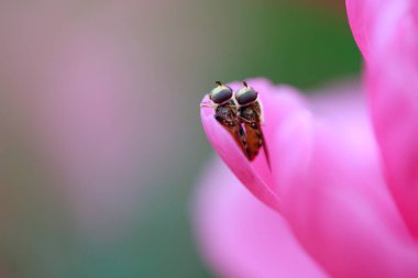 İki çiftleşme frengisi, çok güzel..