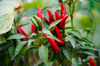 Biber tarlada yetişir ve çok güzeldir..