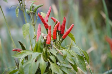 Biber tarlada yetişir ve çok güzeldir..