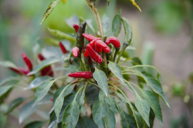 Biber tarlada yetişir ve çok güzeldir..