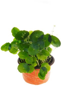 Green plants in flower POTS, white background