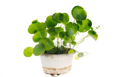 Green plants in flower POTS, white background