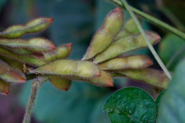 Yeşil fasulyeler vahşi doğada yetişir, yakın plan resimler.