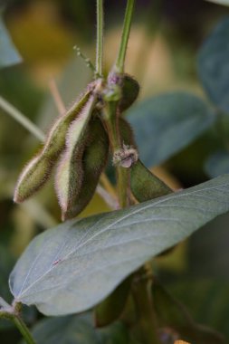 Yeşil fasulyeler vahşi doğada yetişir, yakın plan resimler.