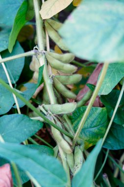 Yeşil fasulyeler vahşi doğada yetişir, yakın plan resimler.