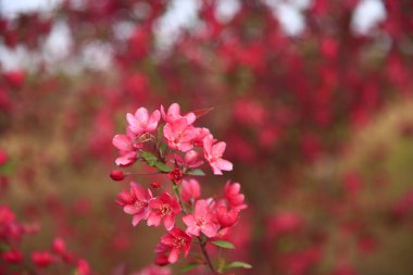 Çin çiçekli yaban elması, çok güzel.