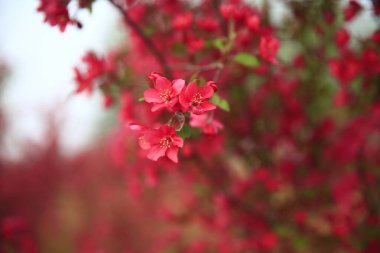 Çin çiçekli yaban elması, çok güzel.
