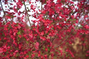 Çin çiçekli yaban elması, çok güzel.