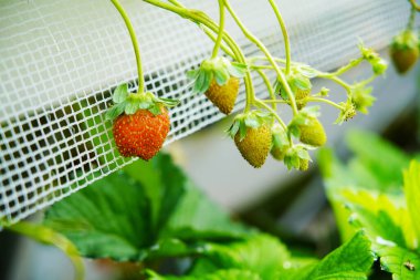 Çilekler çiçeklenir ve seralarda yetişir, bu da işleri kolaylaştırır.