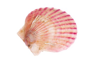 Deniz tarakları beyaz bir arkaplanda izole edilmiş, çok taze.