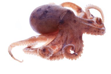 Beyaz arkaplanda ahtapot