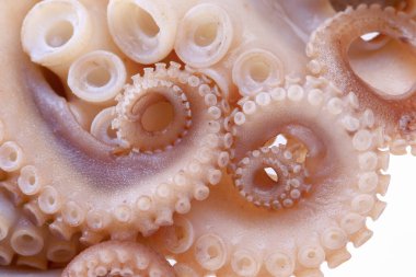 Beyaz arkaplanda ahtapot