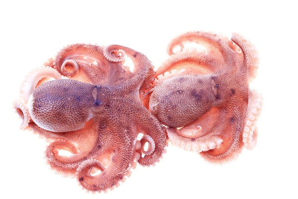 Осьминог на белом фоне