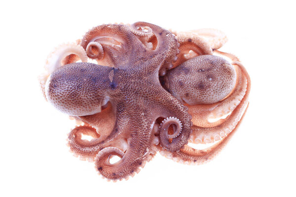 Осьминог на белом фоне