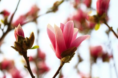 Manolya tam Bloom bahar