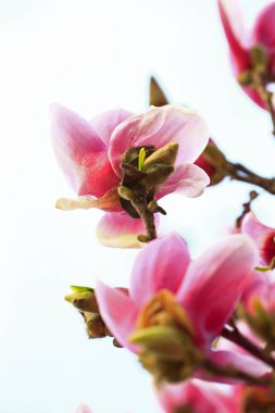 Manolya tam Bloom bahar