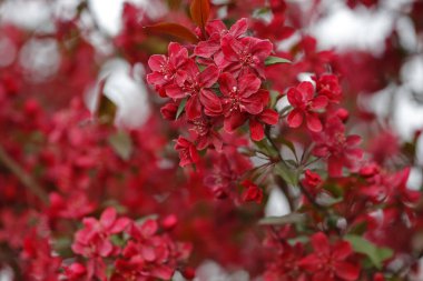 Çin çiçekli yaban elması.