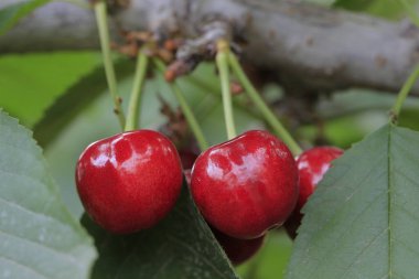 Olgun kirazlar ağaçta asılı..