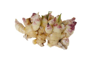 Genç ve taze kızıl beyaz bir arka planda oturuyor..