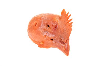 Beyaz arka planda tavuk kafası