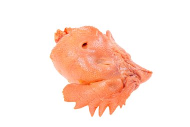 Beyaz arka planda tavuk kafası