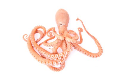 Beyaz arkaplanda ahtapot