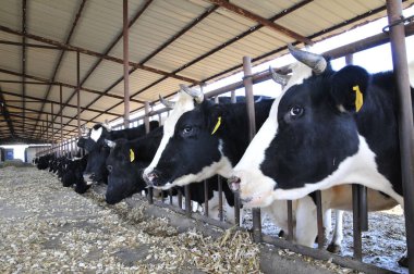 Çayır sığırları ot yiyor.