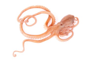 Beyaz arkaplanda ahtapot