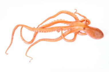 Beyaz arkaplanda ahtapot