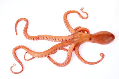 Beyaz arkaplanda ahtapot