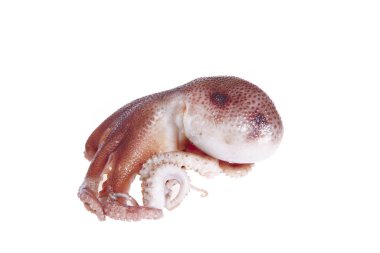 beyaz zemin üzerine ahtapot.