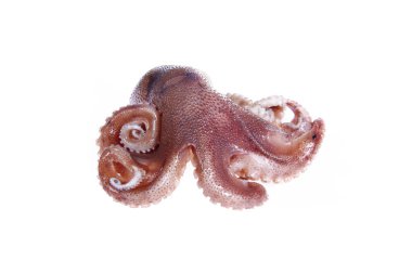 beyaz zemin üzerine ahtapot.