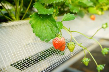 Çilekler çiçeklenir ve seralarda yetişir, bu da işleri kolaylaştırır.