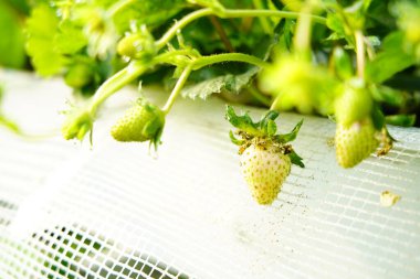 Çilekler çiçeklenir ve seralarda yetişir, bu da işleri kolaylaştırır.