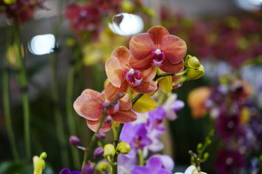 Phalaenopsis, kelebek kanatları gibi yapraklarla dolu, ışık ve gölgedeki parıltılı kadife gibi parlayan sıcacık bir şekilde açar ve çiçek merkezinin koyu kahverengi süslemesi canlılık katar.