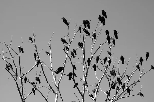 Fotografia in bianco e nero stormo di uccelli su un albero secco cupo — Foto Stock