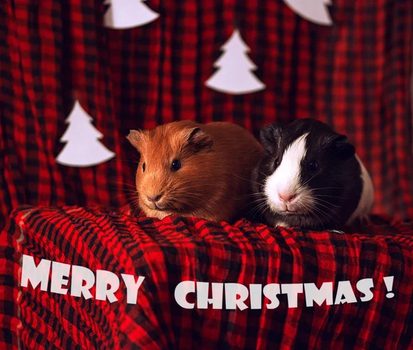Christmas card with two guinea pigs