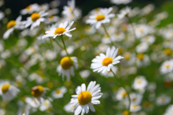Camomile Field Blurs Sunny Day — Stock Photo, Image