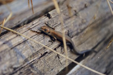 kahverengi kertenkele.