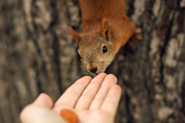 Sincaplar elleriyle yer.