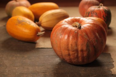 kabaklar ve squashes