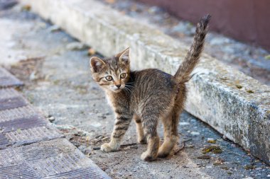 yavru kedi uyarısı.