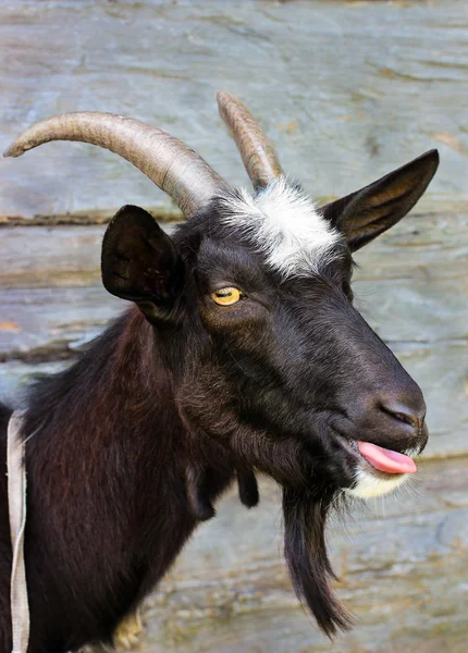 Смешная чёрная коза — стоковое фото