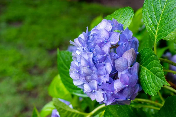 Flor Hortensia Despus Lluvia — Stock Photo, Image