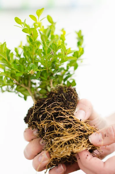 Woman hands holding flower with green leafs, roots and clay. Wom