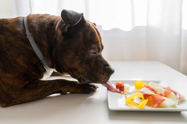 Köpek tahrip gıda arange. Jambon dilimleri ve beyaz masa üzerinde sarı karpuz. Köpek Gıda yalama. 