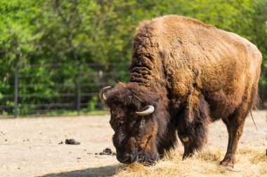 Büyük tüylü Bison. Boynuzlu buffalo. Buffalo saman yiyor. Bir bizon. Bir buffalo.